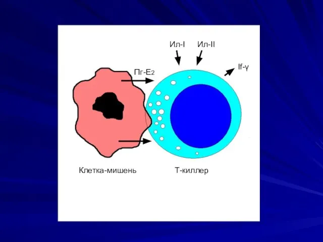 Клетка-мишень Т-киллер Пг-Е2 Ил-I Ил-II If-γ