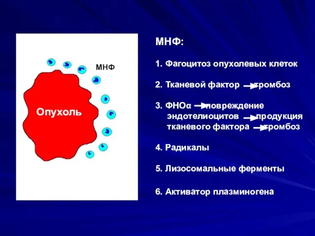 Опухоль МНФ МНФ: 1. Фагоцитоз опухолевых клеток 2. Тканевой фактор тромбоз 3.