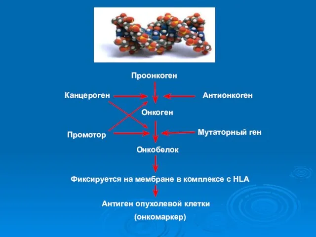 Проонкоген Онкоген Канцероген Онкобелок Промотор Фиксируется на мембране в комплексе с HLA