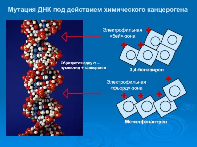 3,4-бензпирен Мутация ДНК под действием химического канцерогена Электрофильная «бей»-зона Метилфенантрен Электрофильная «фьорд»-зона