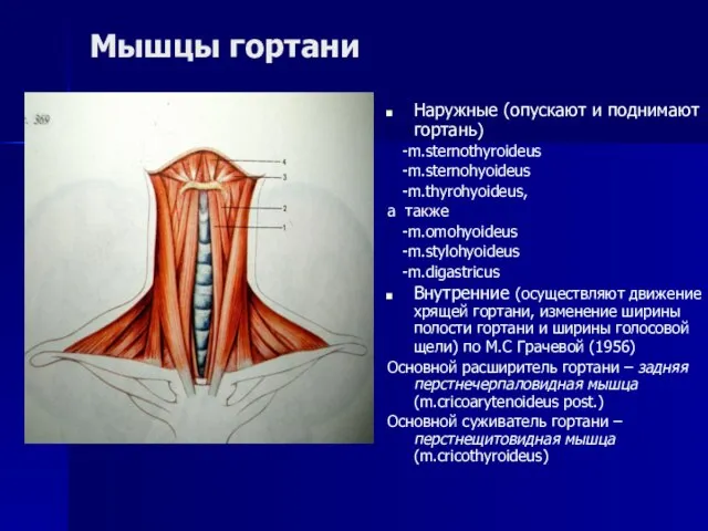 Мышцы гортани Наружные (опускают и поднимают гортань) -m.sternothyroideus -m.sternohyoideus -m.thyrohyoideus, а также