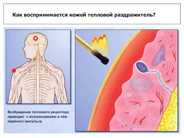 Как воспринимается кожей тепловой раздражитель?