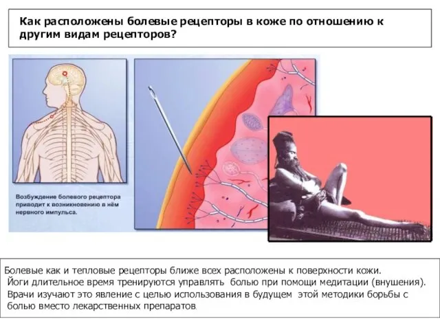 Как расположены болевые рецепторы в коже по отношению к другим видам рецепторов?