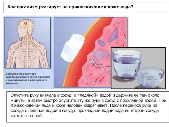 Как организм реагирует на прикосновение к коже льда? Опустите руку вначале в