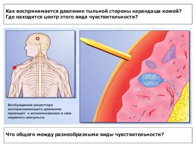 Как воспринимается давление тыльной стороны карандаша кожей? Где находится центр этого вида