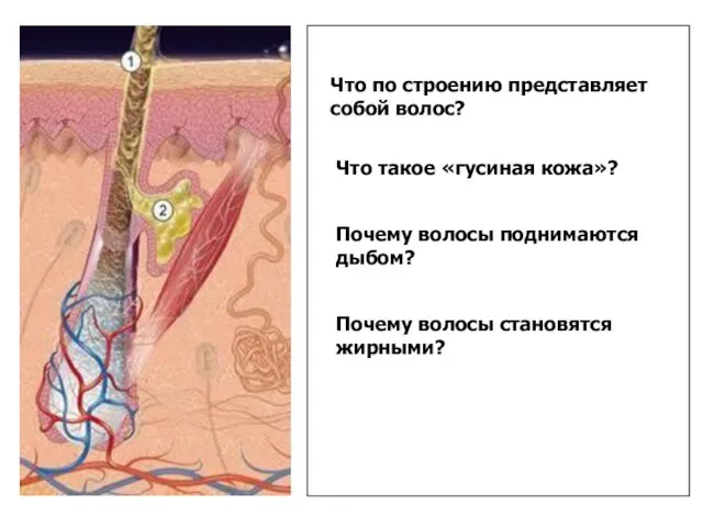 Что такое «гусиная кожа»? Почему волосы поднимаются дыбом? Почему волосы становятся жирными?