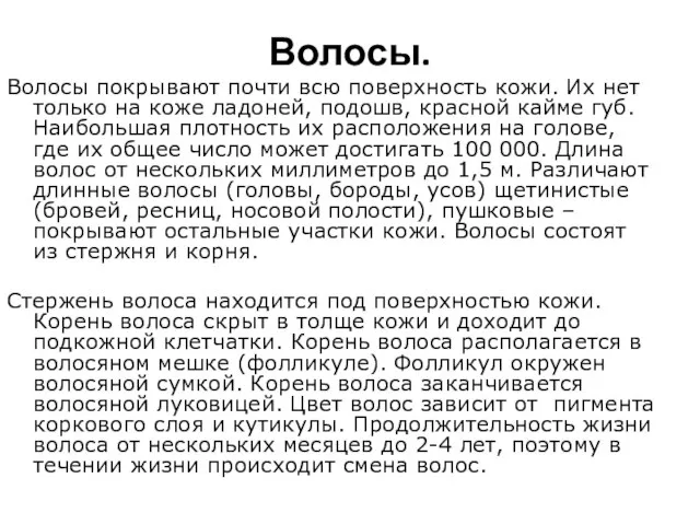 Волосы. Волосы покрывают почти всю поверхность кожи. Их нет только на коже