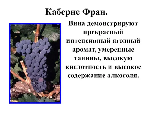 Каберне Фран. Вина демонстрируют прекрасный интенсивный ягодный аромат, умеренные танины, высокую кислотность и высокое содержание алкоголя.