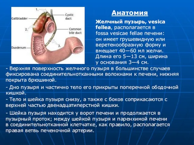 Желчный пузырь, vesica fellea, располагается в fossa vesicae fellae печени: он имеет