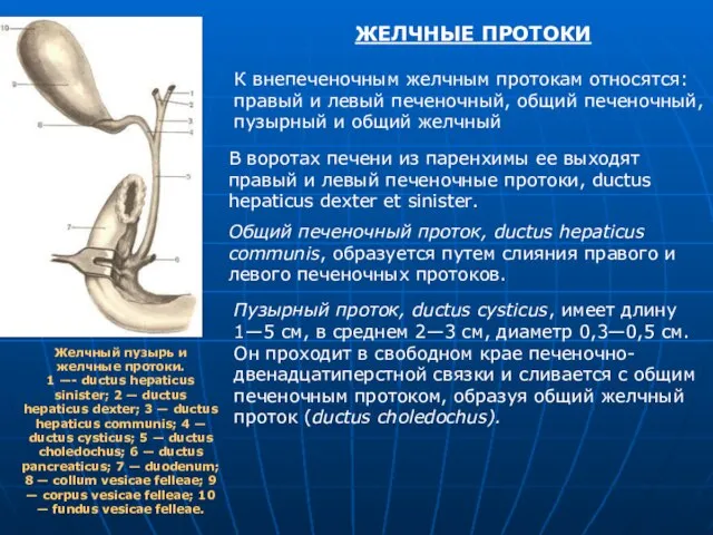 ЖЕЛЧНЫЕ ПРОТОКИ К внепеченочным желчным протокам относятся: правый и левый печеночный, общий