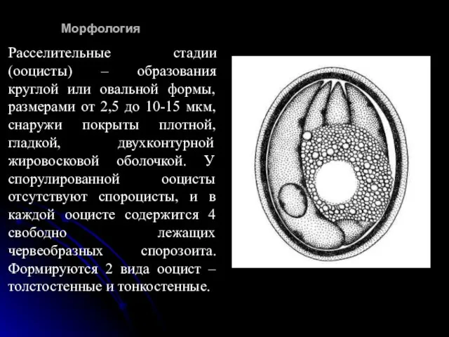 Морфология Расселительные стадии (ооцисты) – образования круглой или овальной формы, размерами от