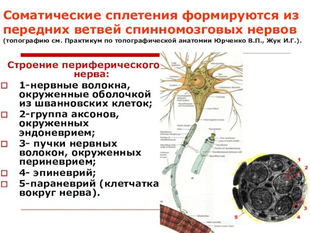 Соматические сплетения формируются из передних ветвей спинномозговых нервов (топографию см. Практикум по