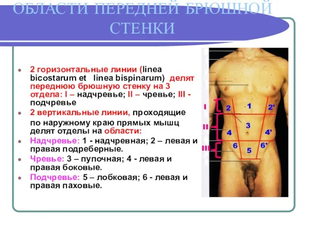 ОБЛАСТИ ПЕРЕДНЕЙ БРЮШНОЙ СТЕНКИ 2 горизонтальные линии (linea bicostarum et linea bispinarum)