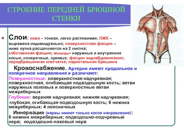 СТРОЕНИЕ ПЕРЕДНЕЙ БРЮШНОЙ СТЕНКИ Слои: кожа – тонкая, легко растяжимая; ПЖК –