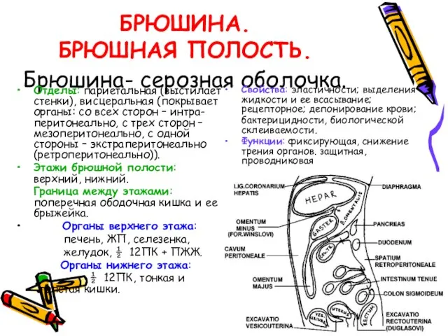 БРЮШИНА. БРЮШНАЯ ПОЛОСТЬ. Брюшина- серозная оболочка. Отделы: париетальная (выстилает стенки), висцеральная (покрывает