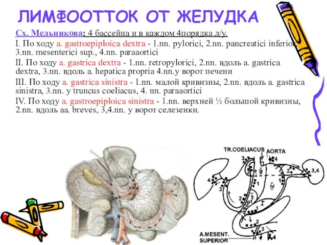 ЛИМФООТТОК ОТ ЖЕЛУДКА Сх. Мельникова: 4 бассейна и в каждом 4порядка л/у.