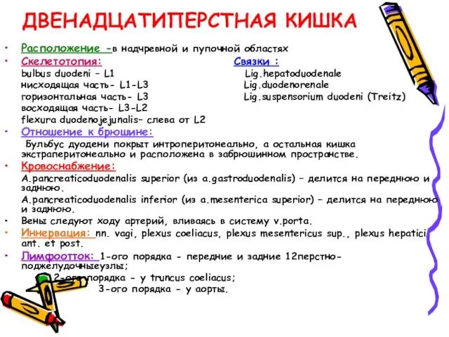 ДВЕНАДЦАТИПЕРСТНАЯ КИШКА Расположение -в надчревной и пупочной областях Скелетотопия: Связки : bulbus