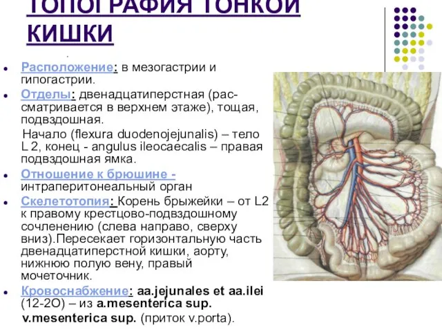 ТОПОГРАФИЯ ТОНКОЙ КИШКИ . Расположение: в мезогастрии и гипогастрии. Отделы: двенадцатиперстная (рас-сматривается