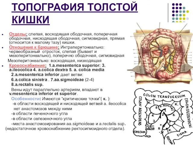 ТОПОГРАФИЯ ТОЛСТОЙ КИШКИ Отделы: слепая, восходящая ободочная, поперечная ободочная, нисходящая ободочная, сигмовидная,