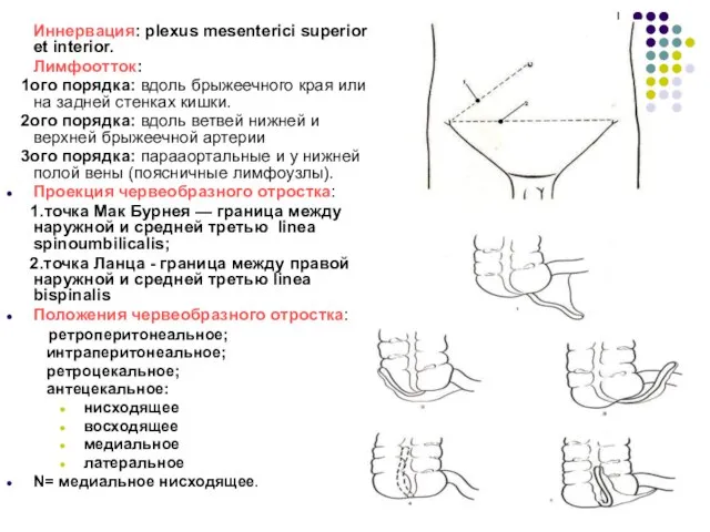 Иннервация: plexus mesenterici superior et interior. Лимфоотток: 1ого порядка: вдоль брыжеечного края