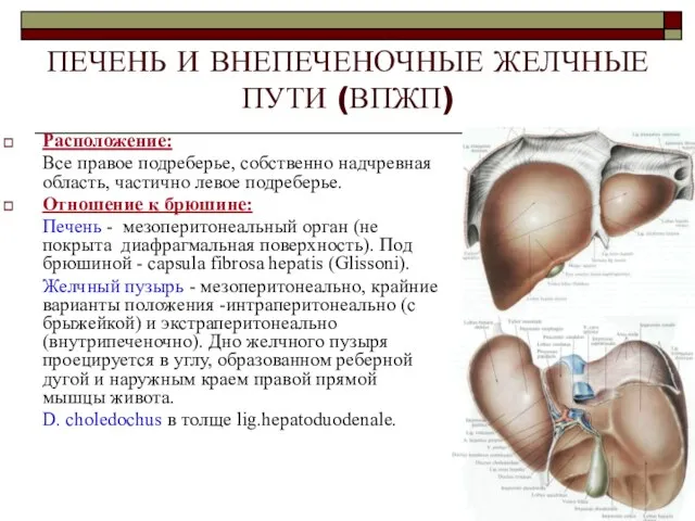 ПЕЧЕНЬ И ВНЕПЕЧЕНОЧНЫЕ ЖЕЛЧНЫЕ ПУТИ (ВПЖП) Расположение: Все правое подреберье, собственно надчревная