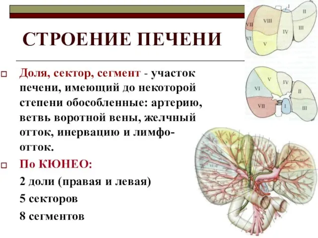 СТРОЕНИЕ ПЕЧЕНИ Доля, сектор, сегмент - участок печени, имеющий до некоторой степени