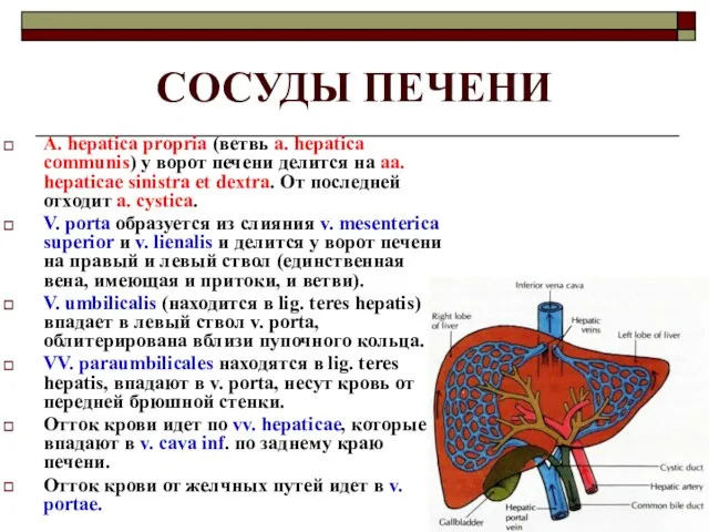 СОСУДЫ ПЕЧЕНИ A. hepatica propria (ветвь a. hepatica communis) у ворот печени