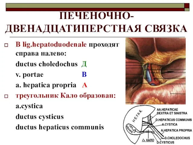 ПЕЧЕНОЧНО-ДВЕНАДЦАТИПЕРСТНАЯ СВЯЗКА В lig.hepatoduodenale проходят справа налево: ductus choledochus Д v. portae