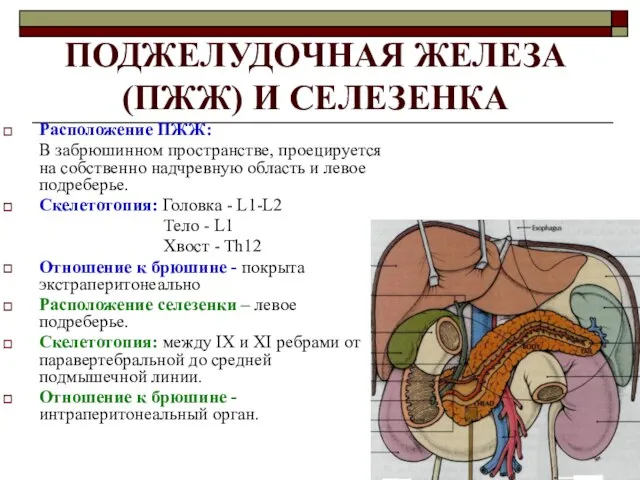 ПОДЖЕЛУДОЧНАЯ ЖЕЛЕЗА (ПЖЖ) И СЕЛЕЗЕНКА Расположение ПЖЖ: В забрюшинном пространстве, проецируется на