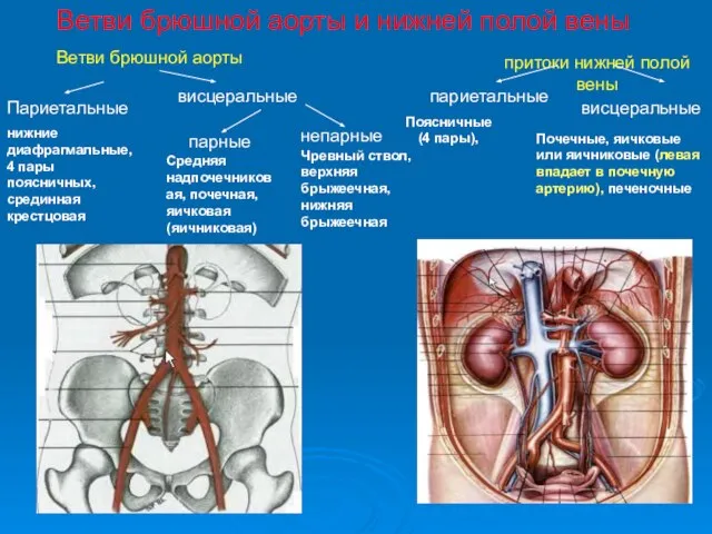 Ветви брюшной аорты и нижней полой вены Ветви брюшной аорты Париетальные висцеральные