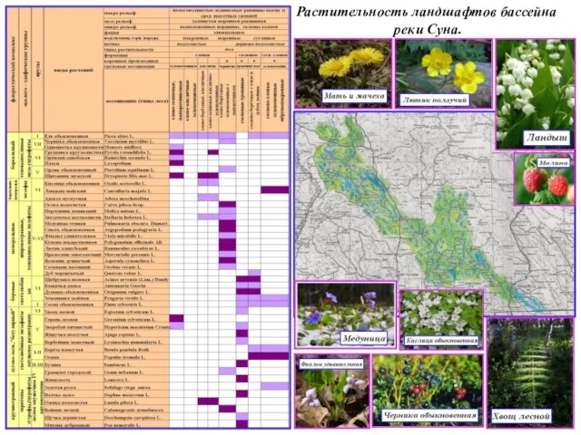 Растительность ландшафтов бассейна реки Суна.