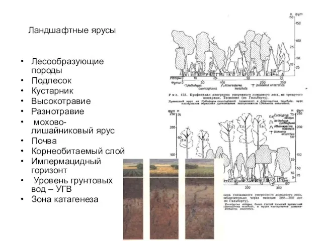 Ландшафтные ярусы Лесообразующие породы Подлесок Кустарник Высокотравие Разнотравие мохово-лишайниковый ярус Почва Корнеобитаемый