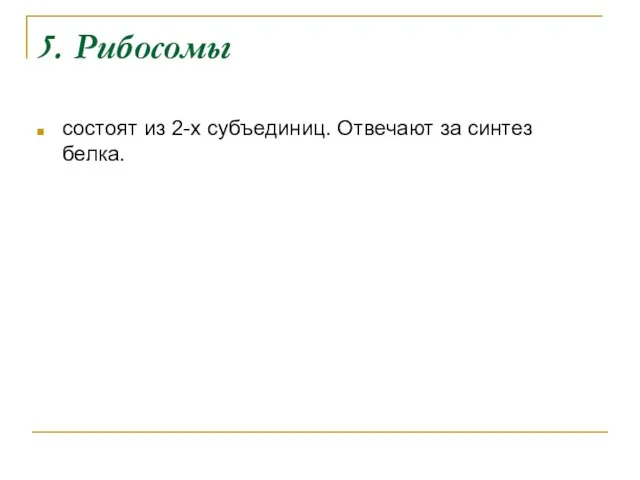 5. Рибосомы состоят из 2-х субъединиц. Отвечают за синтез белка.