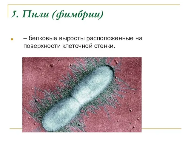 5. Пили (фимбрии) – белковые выросты расположенные на поверхности клеточной стенки.