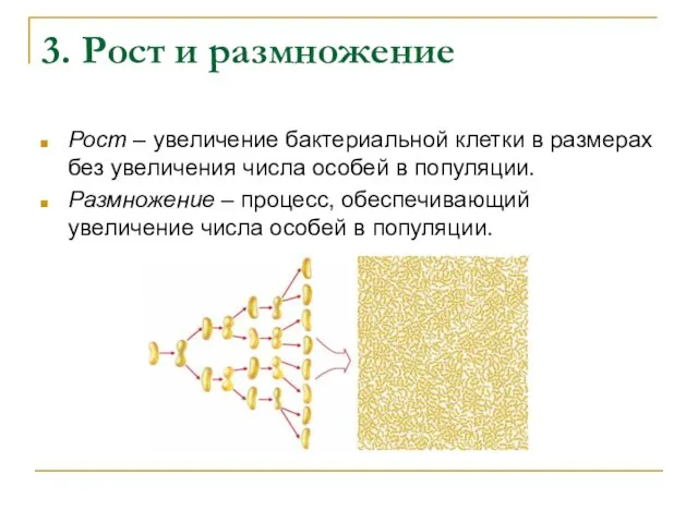 3. Рост и размножение Рост – увеличение бактериальной клетки в размерах без