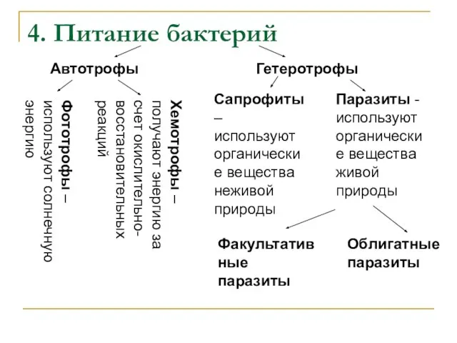 4. Питание бактерий Автотрофы Гетеротрофы Фототрофы – используют солнечную энергию Хемотрофы –