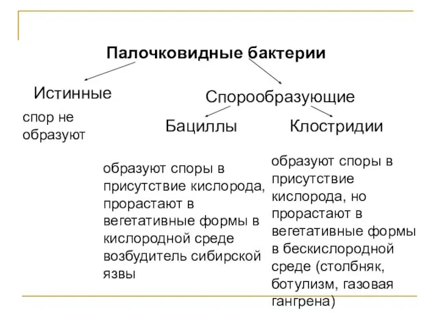 Палочковидные бактерии Истинные Спорообразующие Бациллы Клостридии спор не образуют образуют споры в