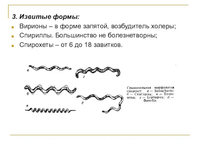 3. Извитые формы: Вирионы – в форме запятой, возбудитель холеры; Спириллы. Большинство