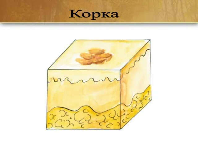 Корка