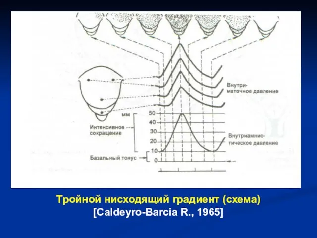 Тройной нисходящий градиент (схема) [Caldeyro-Barcia R., 1965]