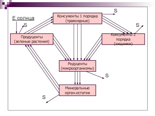 S Е солнца S S S S Консументы 1 порядка (травоядные) Продуценты