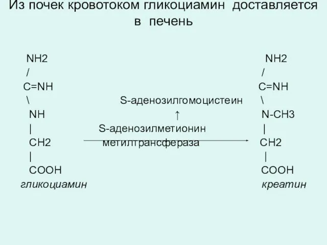 Из почек кровотоком гликоциамин доставляется в печень NH2 NH2 / / C=NH