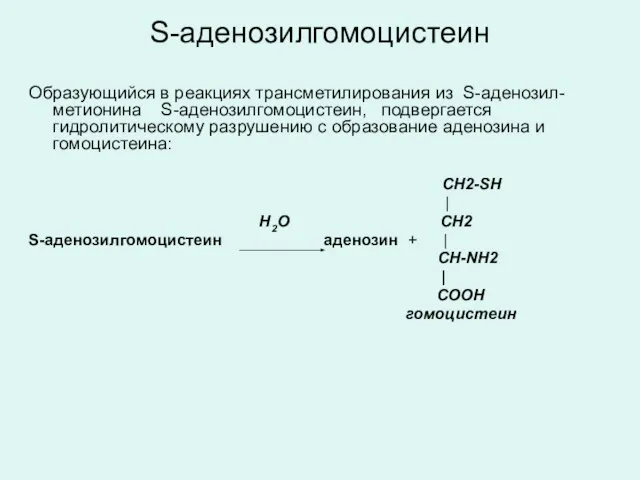 S-аденозилгомоцистеин Образующийся в реакциях трансметилирования из S-аденозил-метионина S-аденозилгомоцистеин, подвергается гидролитическому разрушению с