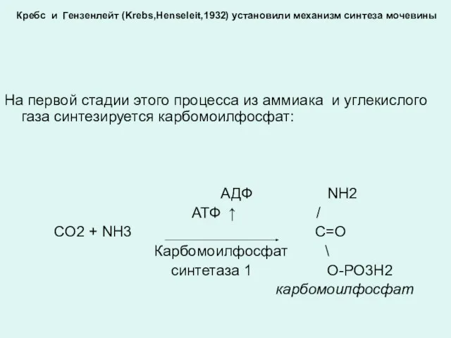 Кребс и Гензенлейт (Krebs,Henseleit,1932) установили механизм синтеза мочевины На первой стадии этого