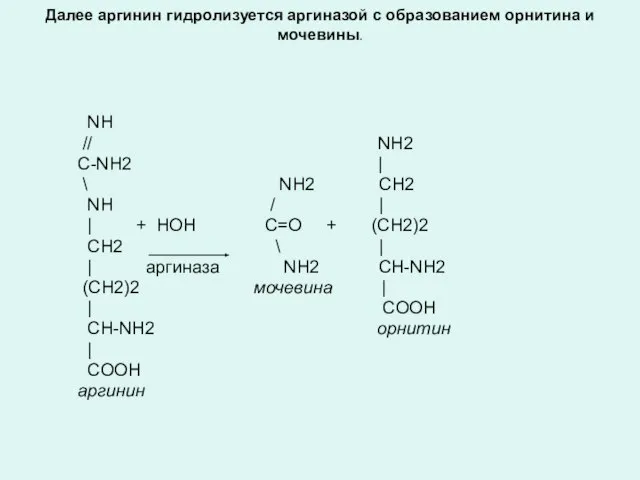 Далее аргинин гидролизуется аргиназой с образованием орнитина и мочевины. NH // NH2