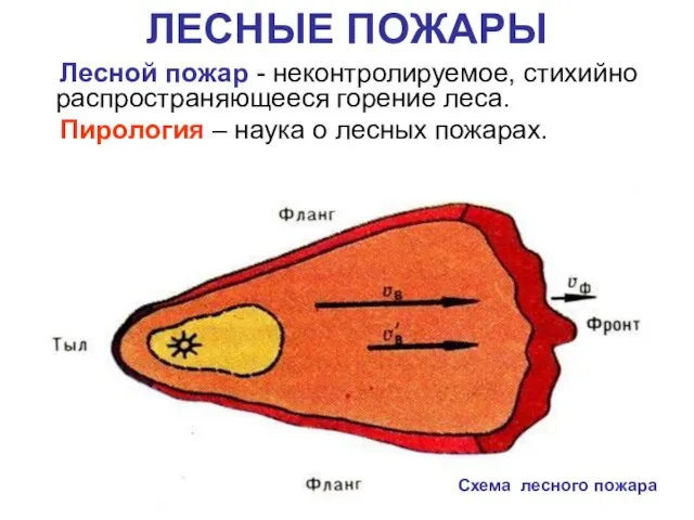 ЛЕСНЫЕ ПОЖАРЫ Схема лесного пожара Лесной пожар - неконтролируемое, стихийно распространяющееся горение