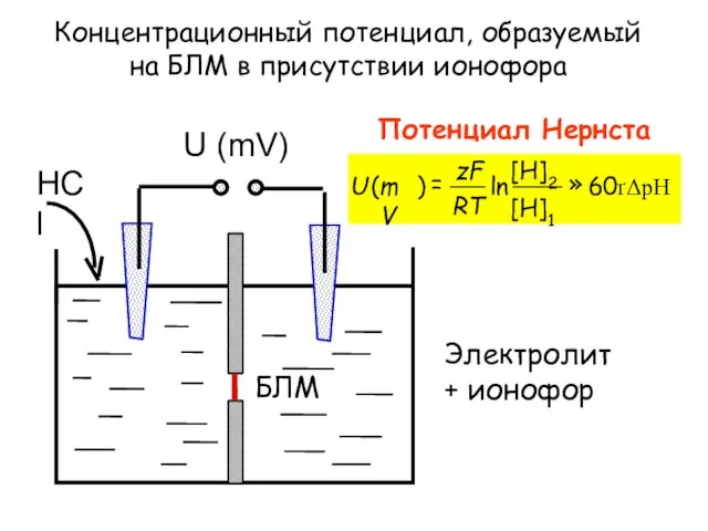 Концентрационный потенциал, образуемый на БЛМ в присутствии ионофора Потенциал Нернста Электролит + ионофор БЛМ