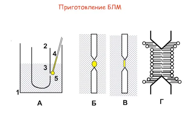 Приготовление БЛМ А В Г 1 5 4 3 2 Б