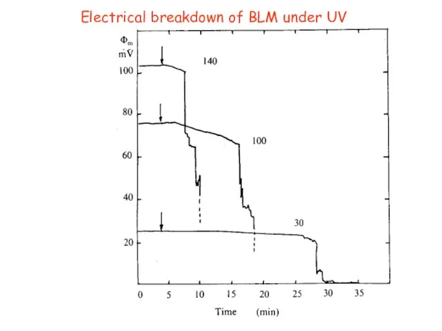 Electrical breakdown of BLM under UV