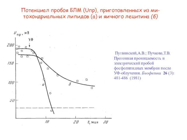 Потенциал пробоя БЛМ (Uпр), приготовленных из ми-тохондриальных липидов (а) и яичного лецитина